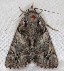 Catocala verrilliana