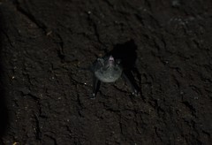 Emballonuridae
