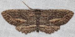 Aethaloida packardaria