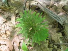 Dendrolycopodium hickeyi