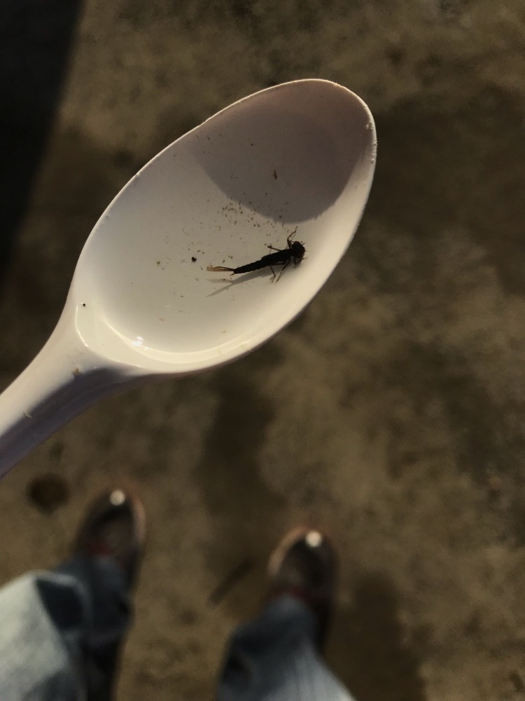 Baetis spatulatus