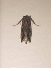 Autographa precationis