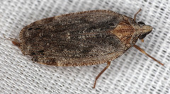 Achilidae
