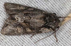 Lacinipolia acutipennis