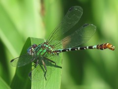 Erpetogomphus eutainia