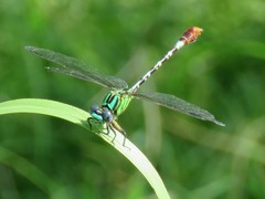 Erpetogomphus eutainia