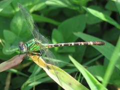Erpetogomphus eutainia
