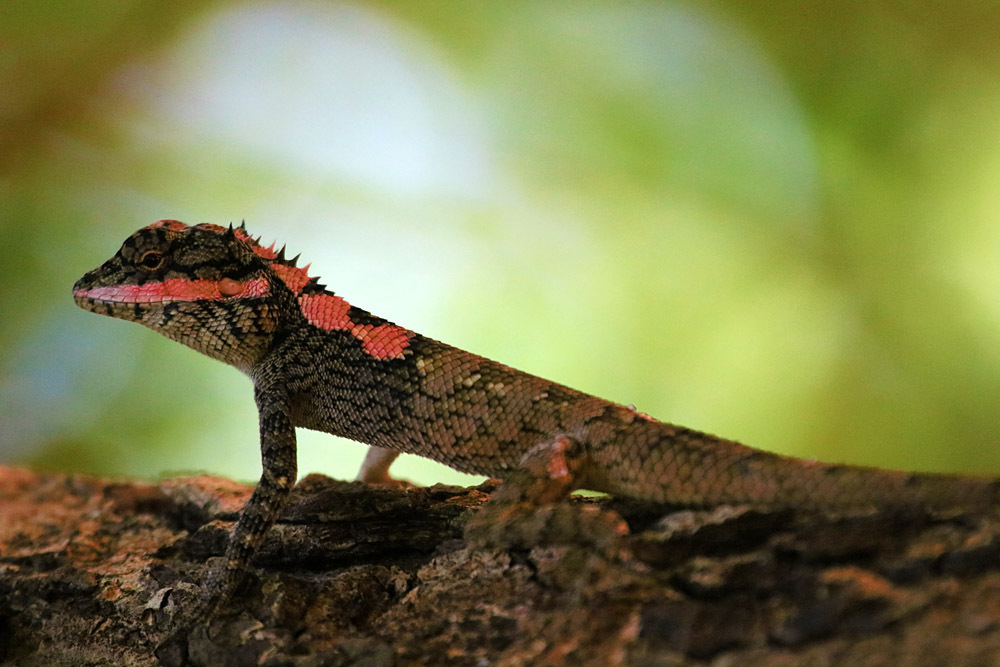 Ceylon Bloodsucker