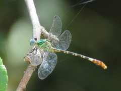 Erpetogomphus eutainia