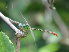 Erpetogomphus eutainia
