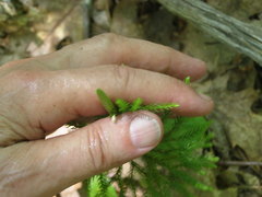 Dendrolycopodium hickeyi