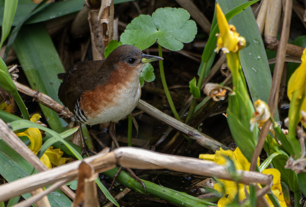 Rufous-sided Crake