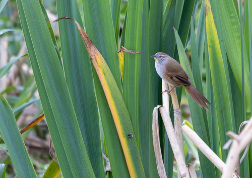 Sulphur-bearded Reedhaunter (Limnoctites sulphuriferus), photo 4