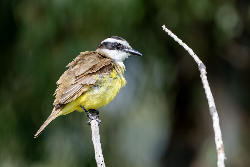 Great Kiskadee