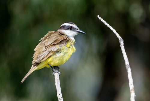 Great Kiskadee