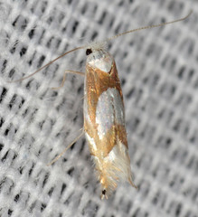 Phyllonorycter fitchella