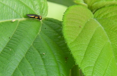 Agrilinae