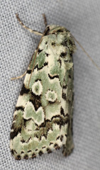 Bryolymnia viridata