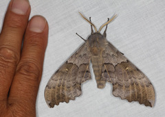 Pachysphinx occidentalis