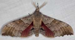 Pachysphinx occidentalis