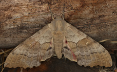Pachysphinx occidentalis
