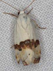 Ponometia elegantula