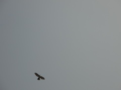 Accipiter striatus chionogaster