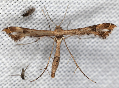 Lantana Plume Moth