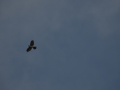 Accipiter striatus chionogaster
