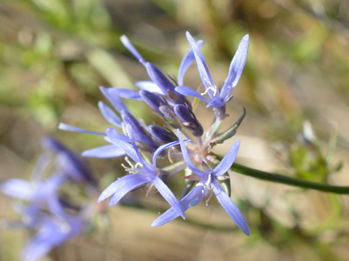 Jasione heldreichii, photograph 4