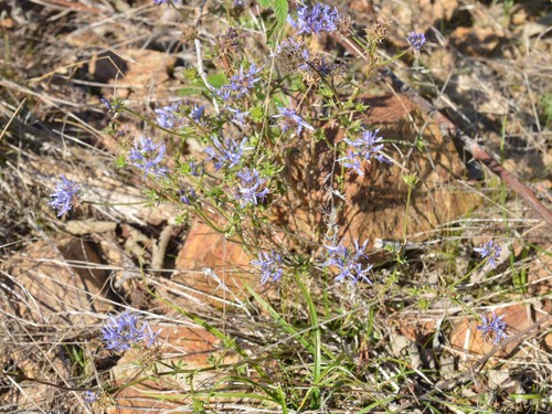Jasione heldreichii, photograph 6
