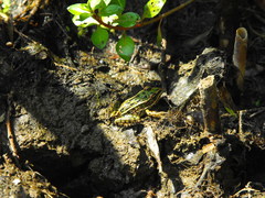 Lithobates pipiens