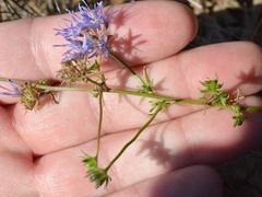 Jasione heldreichii, photograph (c) Dimitǎr Boevski, some rights reserved (CC BY)