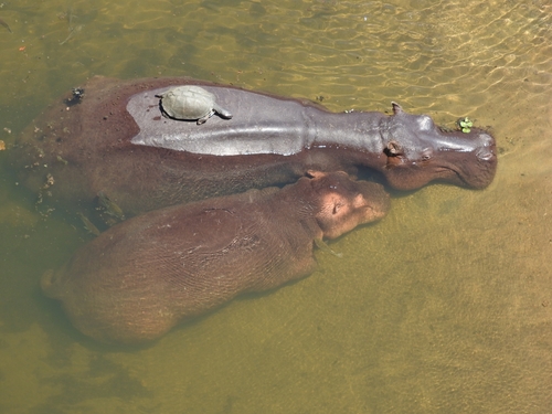 Hippopotamus