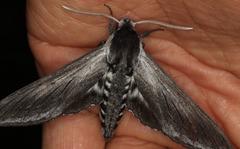 Sphinx perelegans