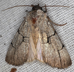 Sympistis ragani