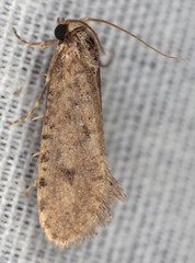 Acrolophus kearfotti