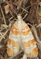 Retinia sabiniana
