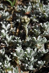 Antennaria pulchella