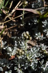 Antennaria pulchella