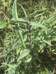 Helianthus laevigatus