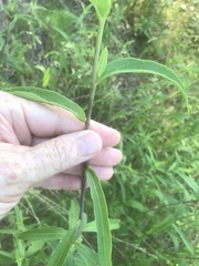 Helianthus laevigatus