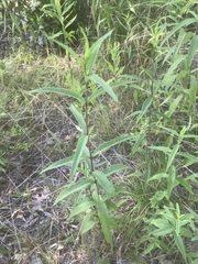 Helianthus laevigatus