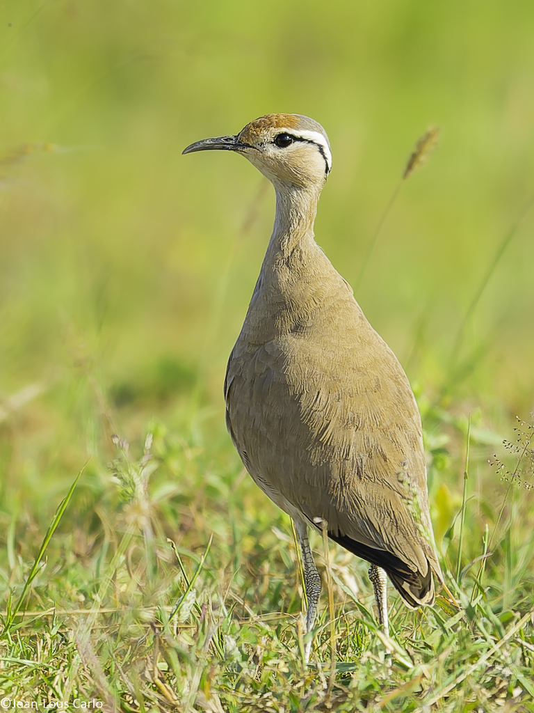 Somali Courser