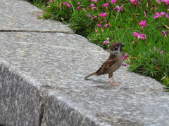 Passer montanus
