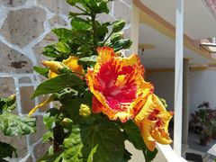 Hibiscus rosa-sinensis