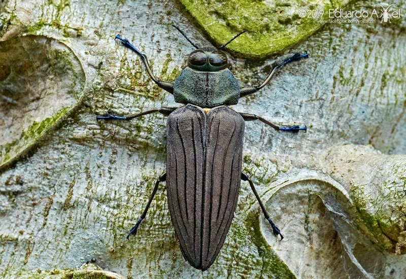 Actenodes chalybaeitarsis