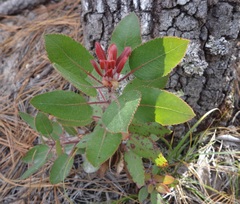Arbutus tessellata