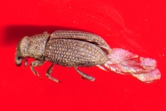 Dryophthorus americanus