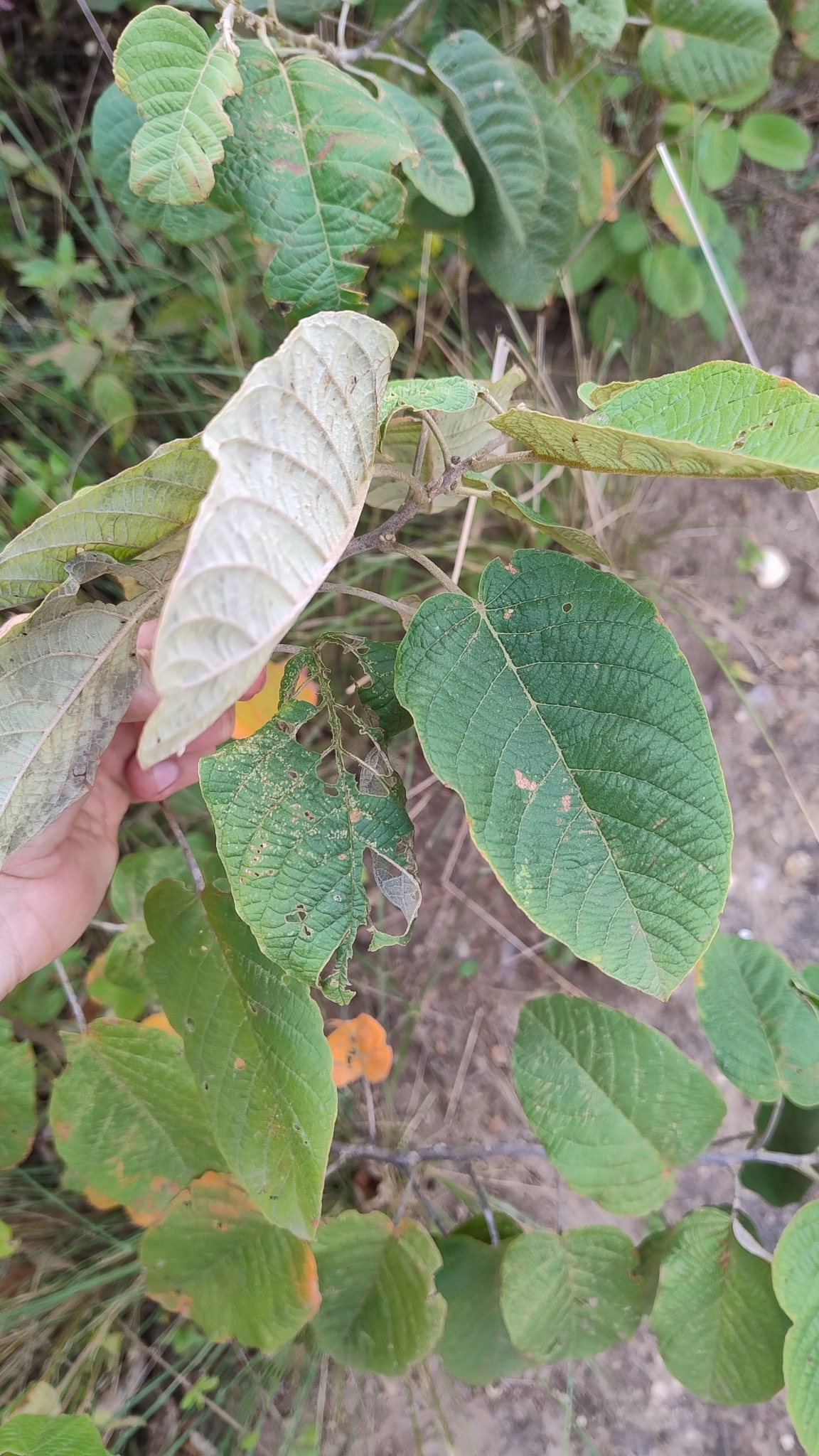 Croton blanchetianus